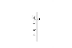 ST7L Antibody (C-term) (ABIN1881844 and ABIN2843445) western blot analysis in  cell line lysates (35 μg/lane). (ST7L antibody  (C-Term))