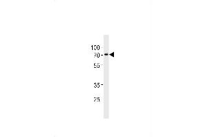 ST7L Antibody (C-term) (ABIN1881844 and ABIN2843445) western blot analysis in  cell line lysates (35 μg/lane).