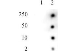Histone H2AK119ub antibody tested by Dot blot. (Histone H2A antibody  (ubLys119))