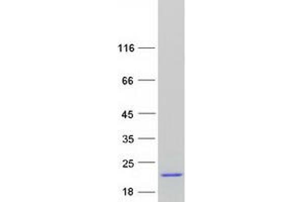 C12orf65 Protein (Transcript Variant 1) (Myc-DYKDDDDK Tag)