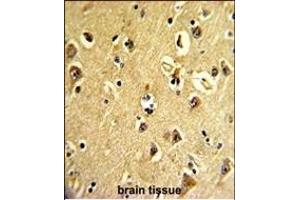 Formalin-fixed and paraffin-embedded human brain tissue reacted with ARPC3 Antibody (C-term), which was peroxidase-conjugated to the secondary antibody, followed by DAB staining. (ARPC3 antibody  (C-Term))