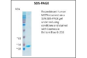 MSTN Protein