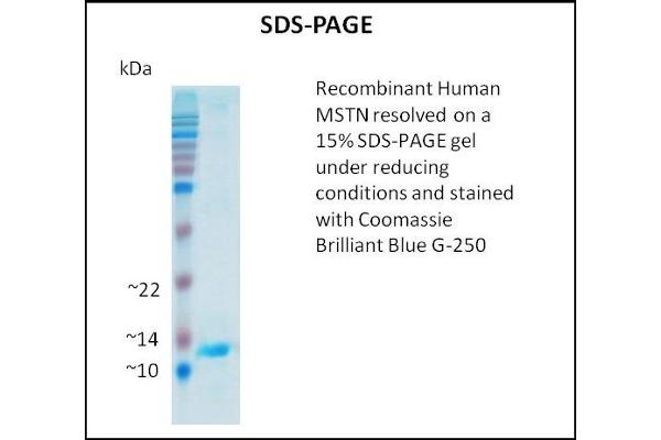 MSTN Protein