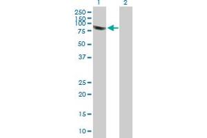 Western Blot analysis of PLEKHA4 expression in transfected 293T cell line by PLEKHA4 MaxPab polyclonal antibody. (PLEKHA4 antibody  (AA 1-583))