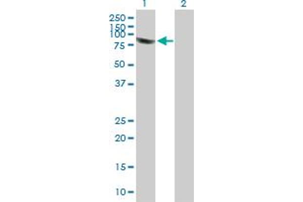 PLEKHA4 antibody  (AA 1-583)