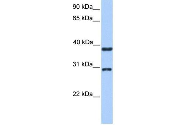 KLHDC1 antibody  (N-Term)