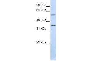 Western Blotting (WB) image for anti-Tight Junction Associated Protein 1 (Peripheral) (TJAP1) antibody (ABIN2458690)