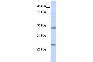 Claudin 7 antibody used at 1 ug/ml to detect target protein.