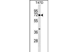 ZN Antibody (N-term) (ABIN1538946 and ABIN2849392) western blot analysis in T47D cell line lysates (35 μg/lane). (ZNF563 antibody  (N-Term))