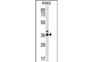 Western blot analysis in K562 cell line lysates (35ug/lane). (RPP38 antibody  (C-Term))