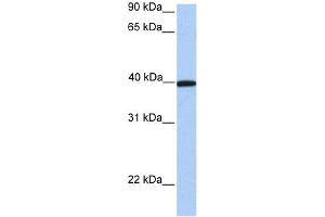 WB Suggested Anti-APOA4 Antibody Titration: 0. (APOA4 antibody  (C-Term))