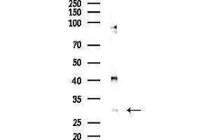 Western blot analysis of lysates from HepG2 cells, using PHF11 Antibody at 1/1000 dilution.