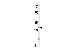 Western blot analysis of DUSP2 Antibody (C-term) (ABIN653027 and ABIN2842647) in mouse liver tissue lysates (35 μg/lane).