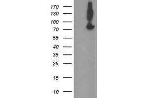 Image no. 1 for anti-Zinc Finger, BED-Type Containing 1 (ZBED1) antibody (ABIN1501796) (ZBED1 antibody)