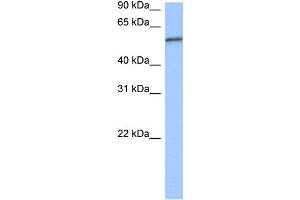 WB Suggested Anti-RPUSD2 Antibody Titration:  0. (RPUSD2 antibody  (C-Term))