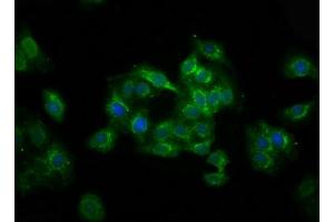 Immunofluorescence staining of HepG2 cells with ABIN7174591 at 1:100, counter-stained with DAPI. (UBXN2A antibody  (AA 15-162))