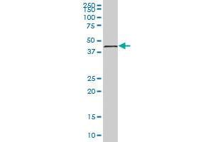 TMOD1 MaxPab polyclonal antibody. (Tropomodulin 1 antibody  (AA 1-359))