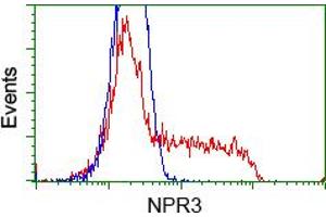 Image no. 1 for anti-Atrial Natriuretic Peptide Receptor 3 (NPR3) antibody (ABIN1499806) (NPR3 antibody)