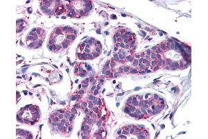 Anti-MFI2 antibody IHC of human breast. (MFI2 antibody  (N-Term))