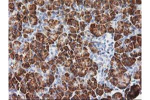 Immunohistochemical staining of paraffin-embedded Human pancreas tissue using anti-PHF21B mouse monoclonal antibody. (PHF21B antibody)