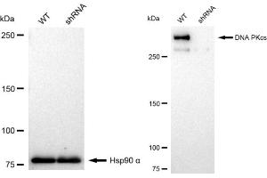 Western blotting analysis using DNA PKcs antibody (ABIN7800013). (Recombinant PRKDC antibody)