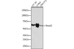 Western blot analysis of extracts of various cell lines, using Smad2 antibody (ABIN7270344) at 1:1000 dilution. (SMAD2 antibody)