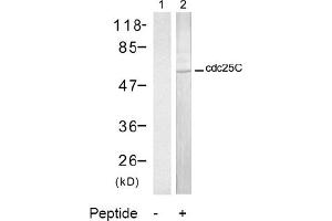 Image no. 2 for anti-Cell Division Cycle 25 Homolog C (S. Pombe) (CDC25C) (Ser216) antibody (ABIN197347) (CDC25C antibody  (Ser216))