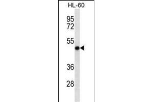 RCC1 Antibody (ABIN6242601 and ABIN6577061) western blot analysis in HL-60 cell line lysates (35 μg/lane). (RCC1 antibody)