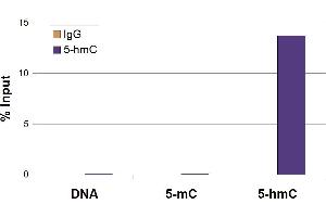 5-Hydroxymethylcytosine (5-hmC, 5-hydroxymethylcytidine) antibody tested by Methyl DNA immunoprecipitation. (5-Hydroxymethylcytosine antibody)