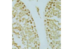 Immunohistochemistry of paraffin-embedded rat testis using RCC1 antibody. (RCC1 antibody  (AA 1-240))