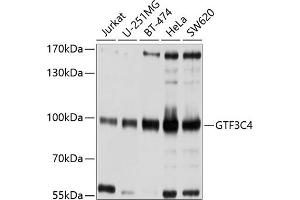 Western blot analysis of extracts of various cell lines, using GTF3C4 antibody  at 1:1000 dilution. (GTF3C4 antibody  (AA 583-822))