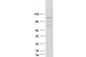 Validation with Western Blot (Mre11 Protein (Transcript Variant 1) (Myc-DYKDDDDK Tag))