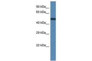 Image no. 1 for anti-Annexin A11 (ANXA11) (AA 328-377) antibody (ABIN6747320) (Annexin A11 antibody  (AA 328-377))