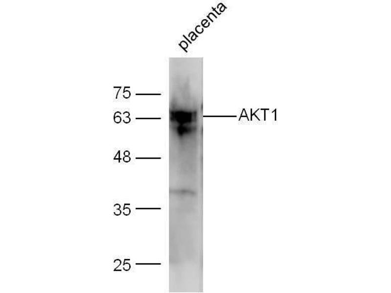 anti-AKT 1/2/3 (AA 401-479) antibody