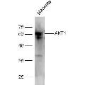 anti-AKT 1/2/3 (AA 401-479) antibody