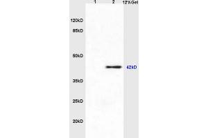 Lane 1: rat testis lysates Lane 2: rat brain lysates probed with Anti PGE2 Polyclonal Antibody, Unconjugated (ABIN748403) at 1:200 in 4 °C.