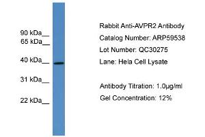 WB Suggested Anti-AVPR2  Antibody Titration: 0. (AVPR2 antibody  (C-Term))