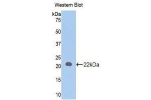 Western Blotting (WB) image for anti-Interleukin 18 (IL18) (AA 37-194) antibody (ABIN1078231)