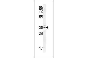 TPGS2 Antibody (Center) (ABIN654487 and ABIN2844222) western blot analysis in Jurkat cell line lysates (35 μg/lane). (TPGS2 antibody  (AA 109-137))