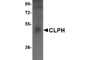 Western Blotting (WB) image for anti-Calcium-Binding Protein, Spermatid-Specific 1 (CABS1) (C-Term) antibody (ABIN1030341) (CABS1 antibody  (C-Term))