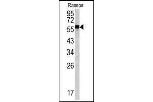 Western blot: Lamin B1 antibody staining of Ramos cell line lysates (35 µg/lane).