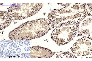 Immunohistochemical analysis of paraffin-embedded mouse testis tissue. (c-MYC antibody  (AA 360-440))