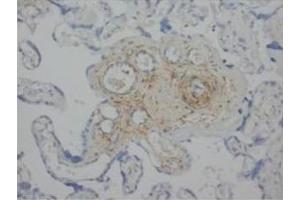 Immunohistochemical analysis of paraffin embedded Human placencta sections using ANG2 antibody (Angiopoietin 2 antibody  (C-Term))