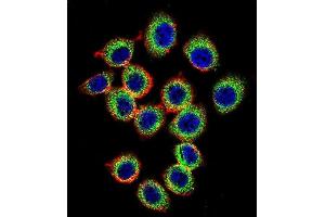 Confocal immunofluorescent analysis of RASGRP2 Antibody (N-term) (ABIN656117 and ABIN2845456) with U-251MG cell followed by Alexa Fluor 488-conjugated goat anti-rabbit lgG (green). (RASGRP2 antibody  (N-Term))