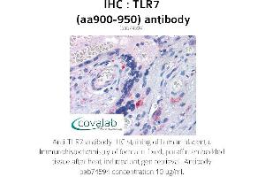 Image no. 1 for anti-Toll-Like Receptor 7 (TLR7) (AA 900-950) antibody (ABIN1740124) (TLR7 antibody  (AA 900-950))