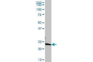 COMMD10 MaxPab polyclonal antibody. (COMMD10 antibody  (AA 1-202))