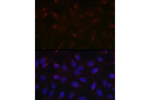 Immunofluorescence analysis of U2OS cells using PCM1 Rabbit pAb  at dilution of 1:100 (40x lens). (PCM1 antibody  (AA 1-260))