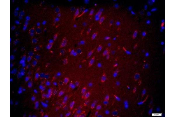 MYCBP2 antibody  (AA 60-100)