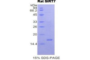 SDS-PAGE (SDS) image for Sirtuin 7 (SIRT7) (AA 275-397) protein (His tag) (ABIN1877911) (SIRT7 Protein (AA 275-397) (His tag))