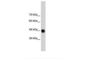 Image no. 3 for anti-DAZ Associated Protein 1 (DAZAP1) (C-Term) antibody (ABIN202448) (DAZAP1 antibody  (C-Term))